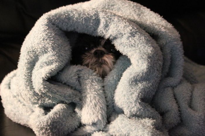 These Dogs Suck At Hide-And-Seek (38 pics)