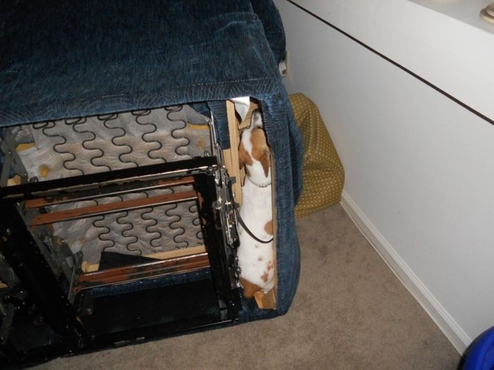 These Dogs Suck At Hide-And-Seek (38 pics)