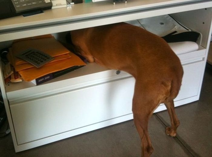 These Dogs Suck At Hide-And-Seek (38 pics)