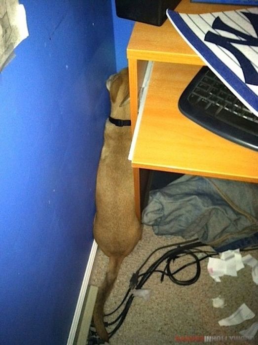 These Dogs Suck At Hide-And-Seek (38 pics)