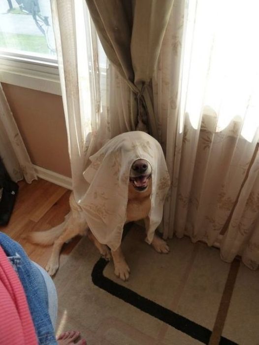 These Dogs Suck At Hide-And-Seek (38 pics)