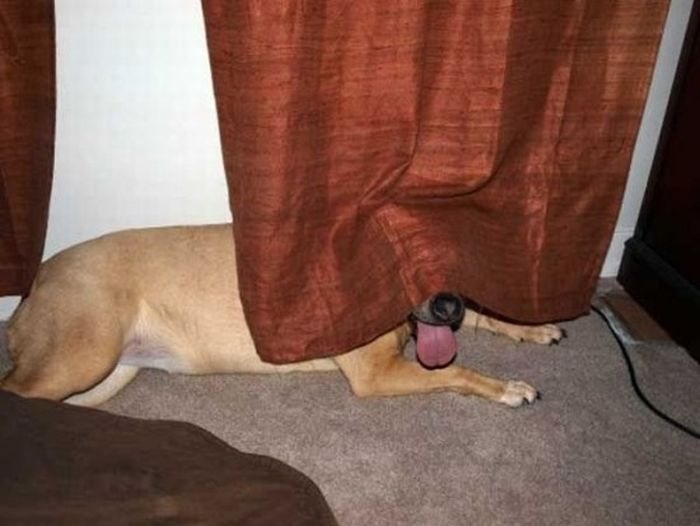These Dogs Suck At Hide-And-Seek (38 pics)