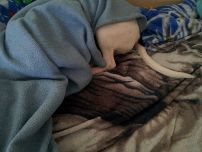 These Dogs Suck At Hide-And-Seek (38 pics)
