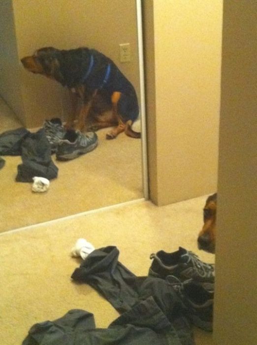 These Dogs Suck At Hide-And-Seek (38 pics)