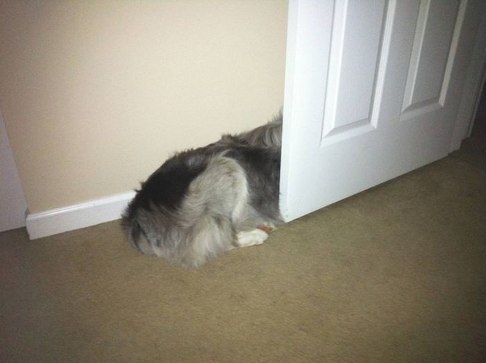 These Dogs Suck At Hide-And-Seek (38 pics)