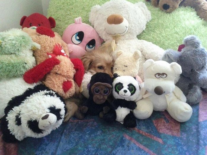 These Dogs Suck At Hide-And-Seek (38 pics)