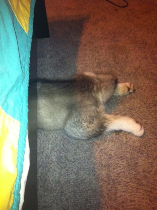 These Dogs Suck At Hide-And-Seek (38 pics)