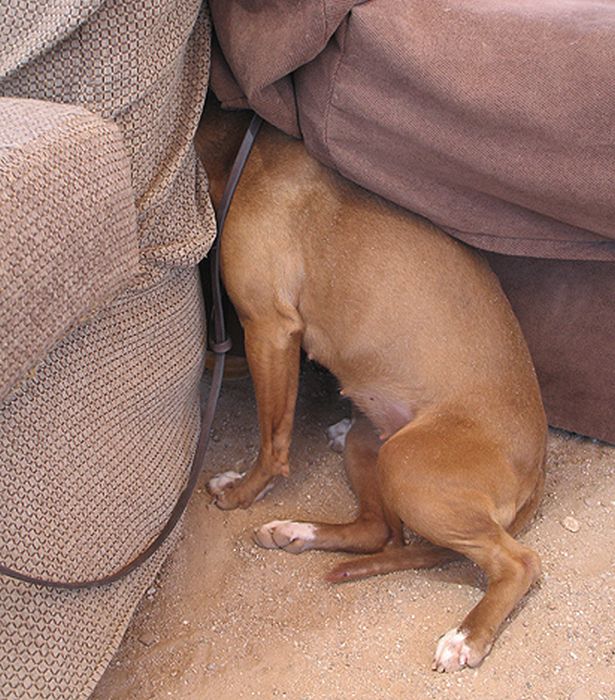 These Dogs Suck At Hide-And-Seek (38 pics)
