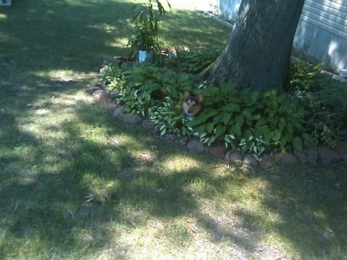 These Dogs Suck At Hide-And-Seek (38 pics)