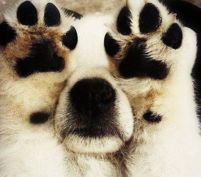 These Dogs Suck At Hide-And-Seek (38 pics)