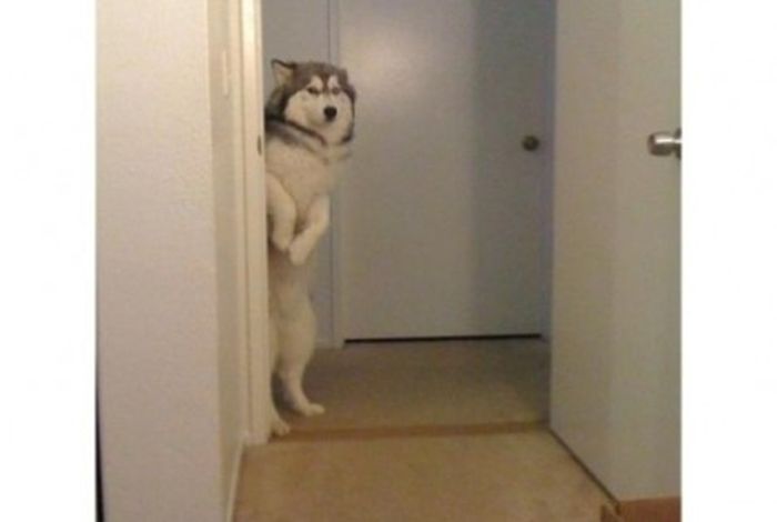 These Dogs Suck At Hide-And-Seek (38 pics)