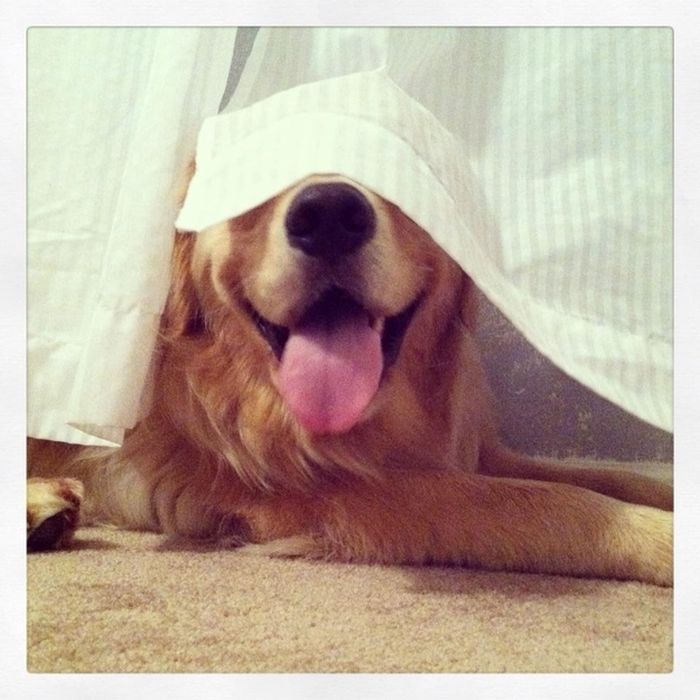 These Dogs Suck At Hide-And-Seek (38 pics)