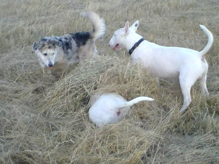 These Dogs Suck At Hide-And-Seek (38 pics)