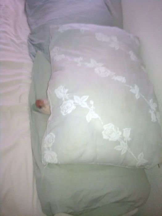 These Dogs Suck At Hide-And-Seek (38 pics)