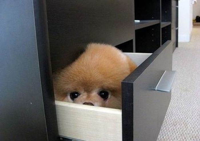 These Dogs Suck At Hide-And-Seek (38 pics)