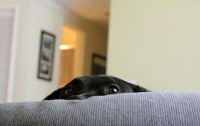 These Dogs Suck At Hide-And-Seek (38 pics)