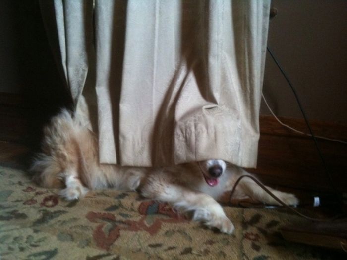 These Dogs Suck At Hide-And-Seek (38 pics)