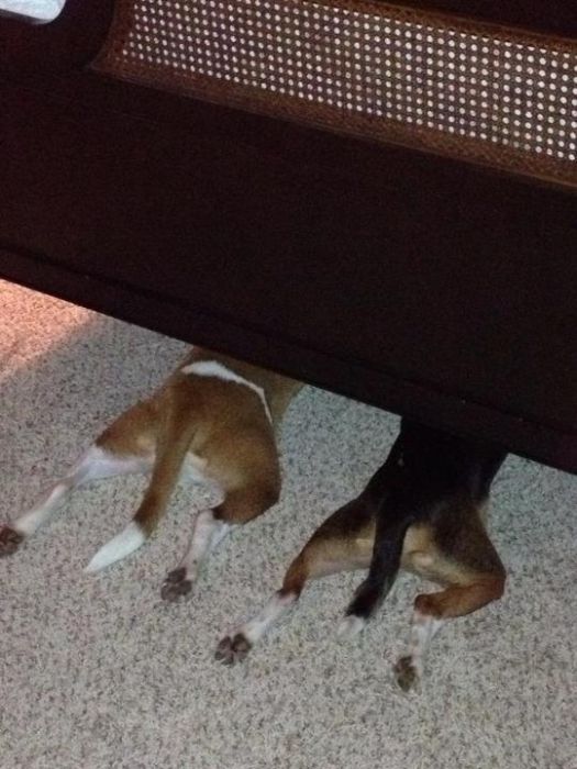 These Dogs Suck At Hide-And-Seek (38 pics)