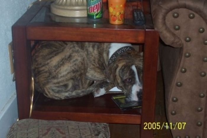 These Dogs Suck At Hide-And-Seek (38 pics)