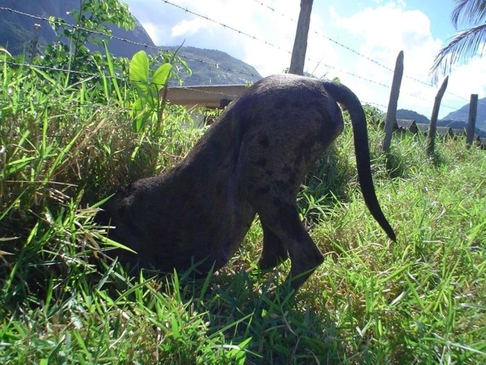 These Dogs Suck At Hide-And-Seek (38 pics)