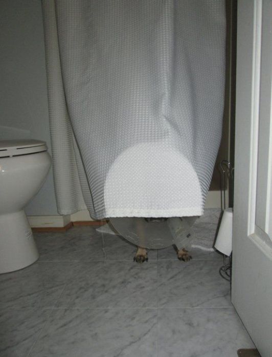 These Dogs Suck At Hide-And-Seek (38 pics)