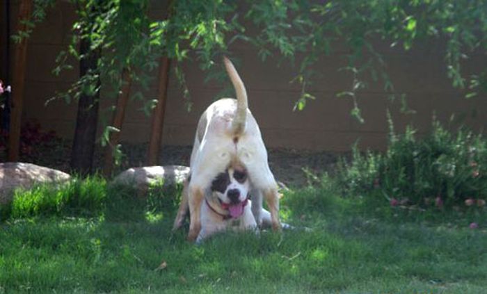These Dogs Suck At Hide-And-Seek (38 pics)