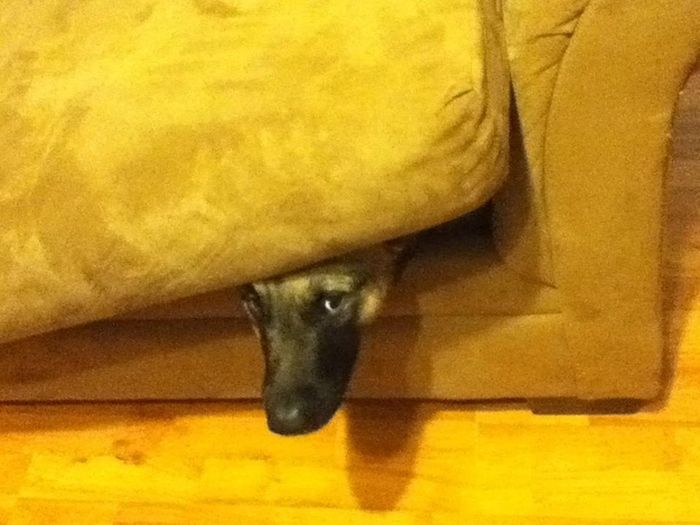 These Dogs Suck At Hide-And-Seek (38 pics)