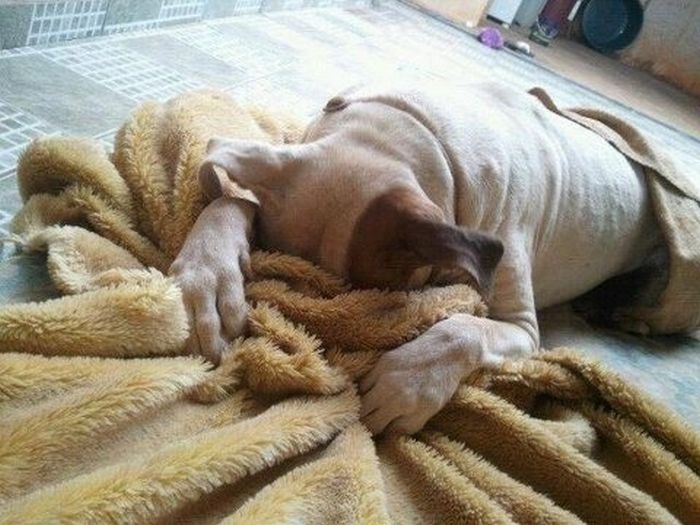 These Dogs Suck At Hide-And-Seek (38 pics)