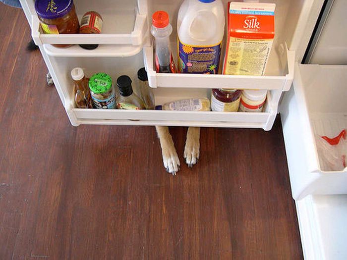 These Dogs Suck At Hide-And-Seek (38 pics)