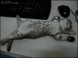 Funny Cat GIFs (30 gifs)