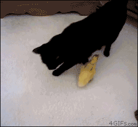 Funny Cat GIFs (30 gifs)