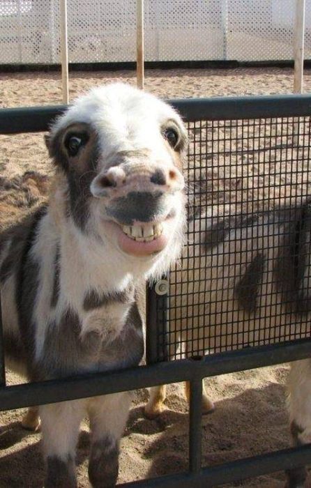 Acid Picdump (112 pics)