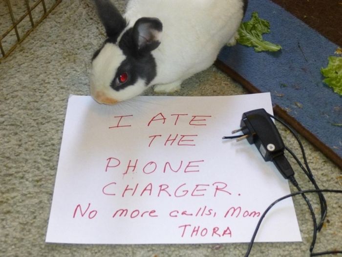 Bunny Shaming (22 pics)