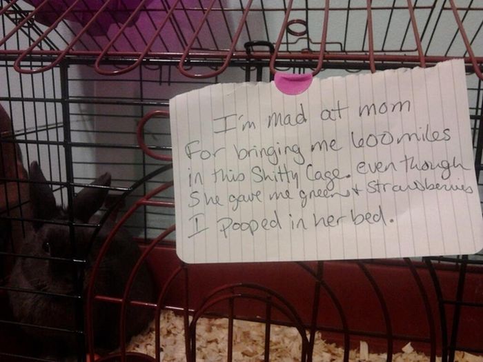Bunny Shaming (22 pics)