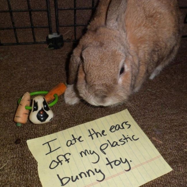 Bunny Shaming (22 pics)
