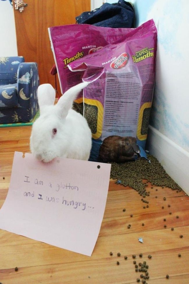 Bunny Shaming (22 pics)
