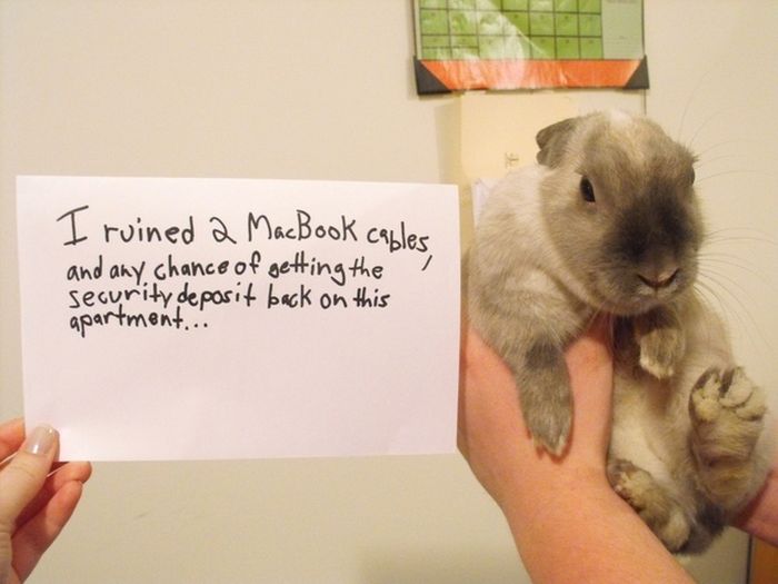 Bunny Shaming (22 pics)