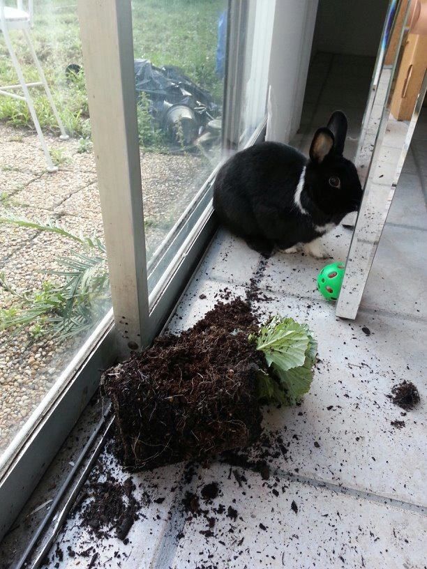 Bunny Shaming (22 pics)