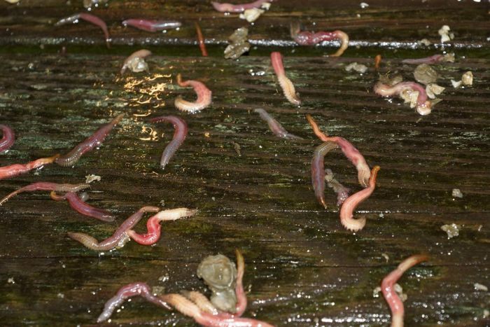 Earthworm Attack (4 pics)