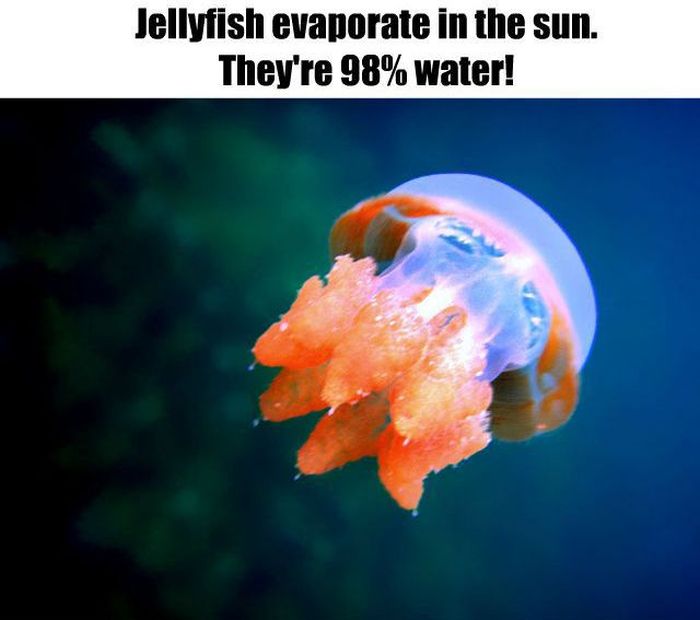 Interesting Facts (35 pics)