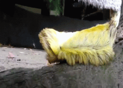 Acid Gifdump, May 7, 2013 (25 gifs)