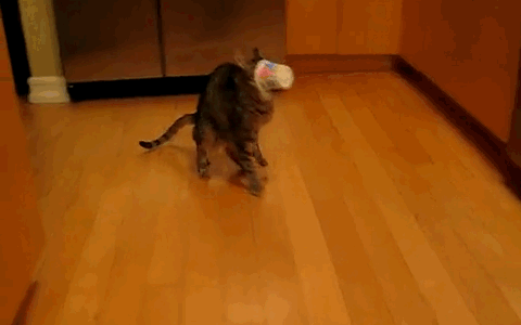 Acid Gifdump, May 7, 2013 (25 gifs)