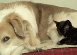 Acid Gifdump, May 7, 2013 (25 gifs)
