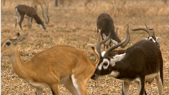 Acid Gifdump, May 7, 2013 (25 gifs)