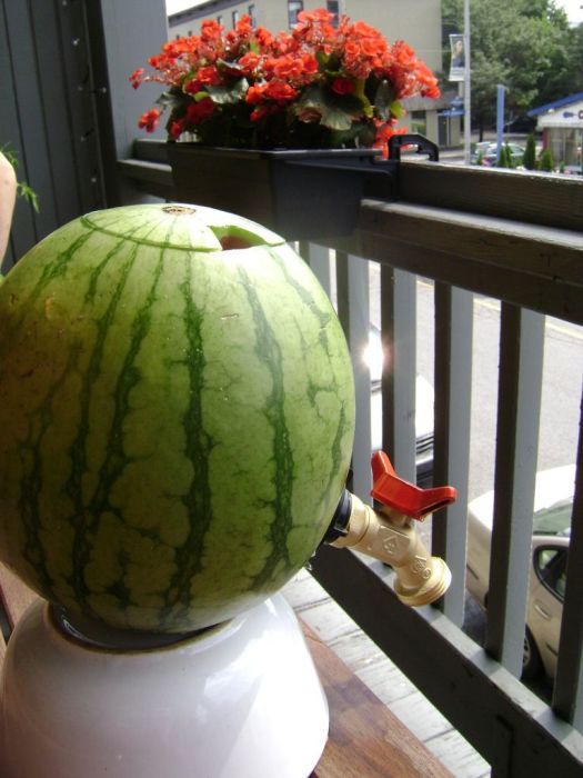 How to Make a Watermelon Keg (15 pics)