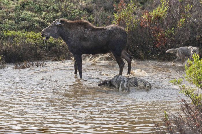 Mother Moose Battles to Save Her Newborn (12 pics)