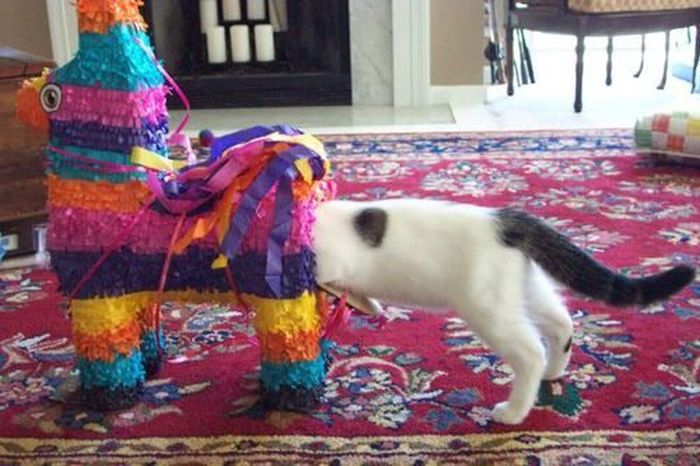 Dirty Humor. Part 6 (36 pics)