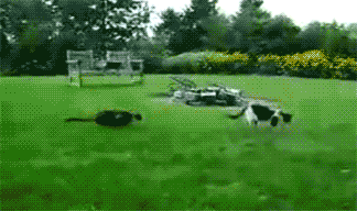 Acid Gifdump, May 9, 2013 (25 gifs)