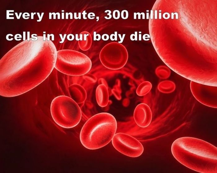 Interesting Facts about You and Your Body (22 pics)