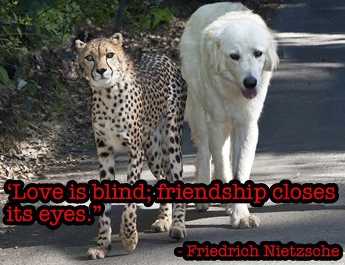 Friendship Quotes (20 pics)